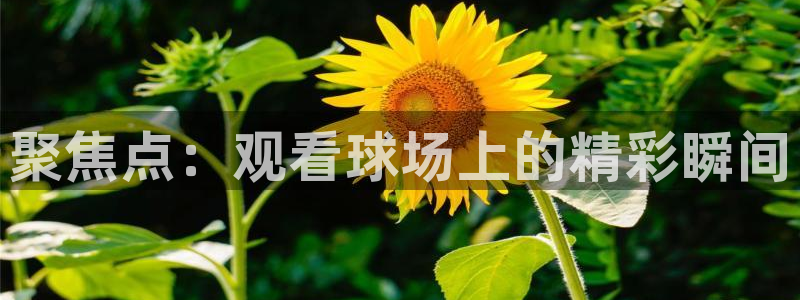 杏耀如何注册：聚焦点：观看球场上的精彩瞬间